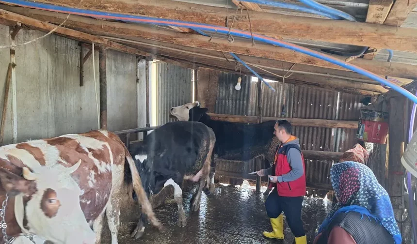 Kahramanmaraş’ta şap hastalığına karşı seferberlik