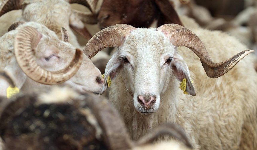 Vekaletle Kurban Kesim Bedelleri Açıklandı: 2026 Fiyatları Belli Oldu!