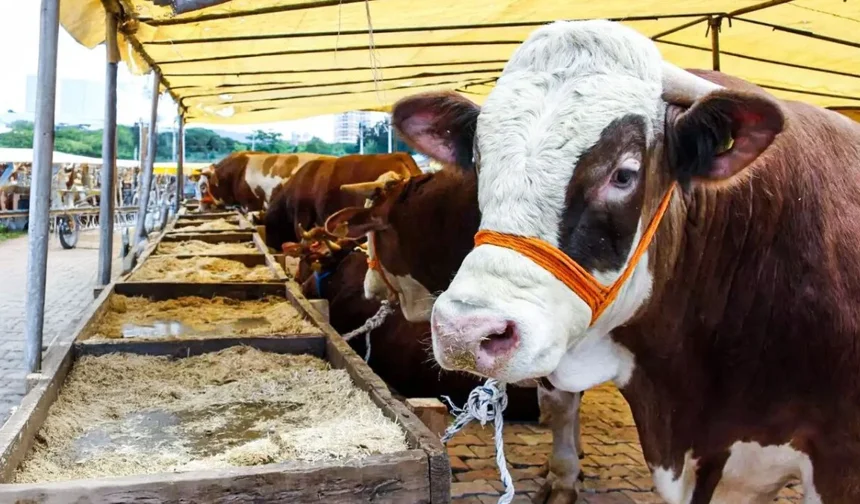 Kahramanmaraş’ta Kurbanlık Fiyatları Belli Oldu! 2026 Tarifesi Açıklandı