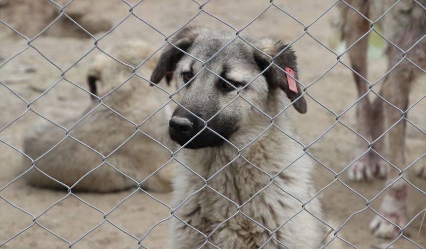 Kilis'te son iki yılda yaklaşık 3 bin sahipsiz köpek toplandı