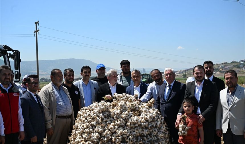 Kahramanmaraş'ta sarımsak hasadı etkinliği düzenlendi