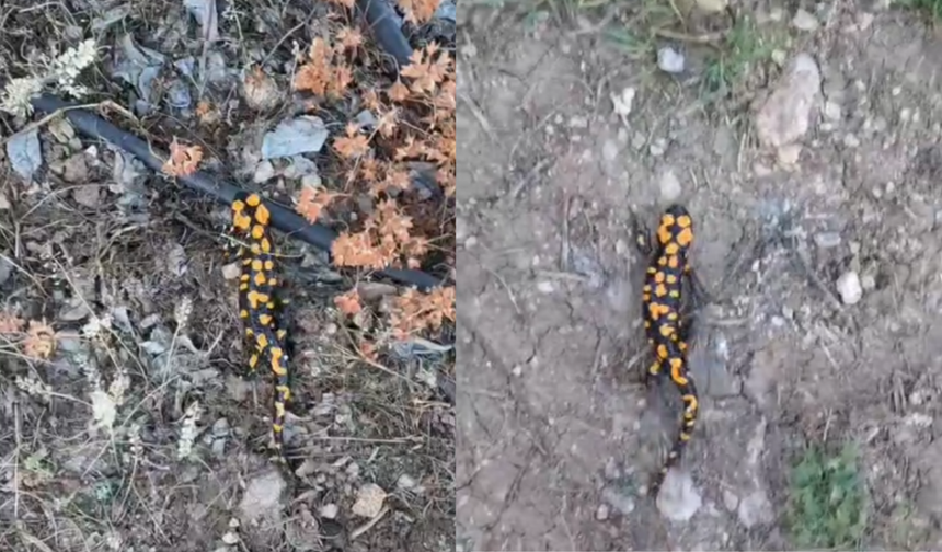 Doğanın Sessiz Hazinesi Benekli Semender Göksun’da Görüntülendi