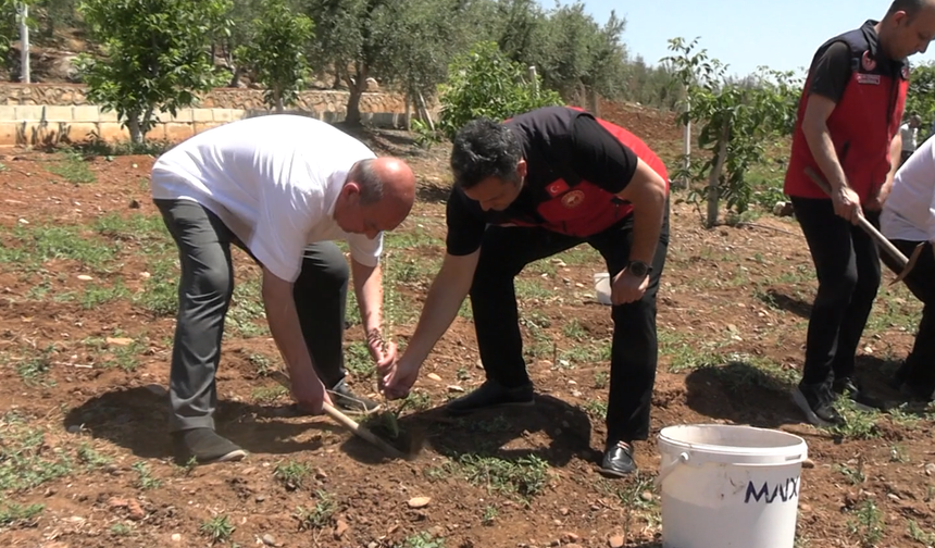 MADO, Yılın İlk Salep Hasadını Gerçekleştirdi