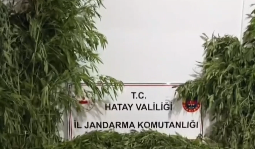 Hatay'da serada kenevir yetiştirdikleri iddiasıyla yakalanan 3 zanlıdan 1'i tutuklandı