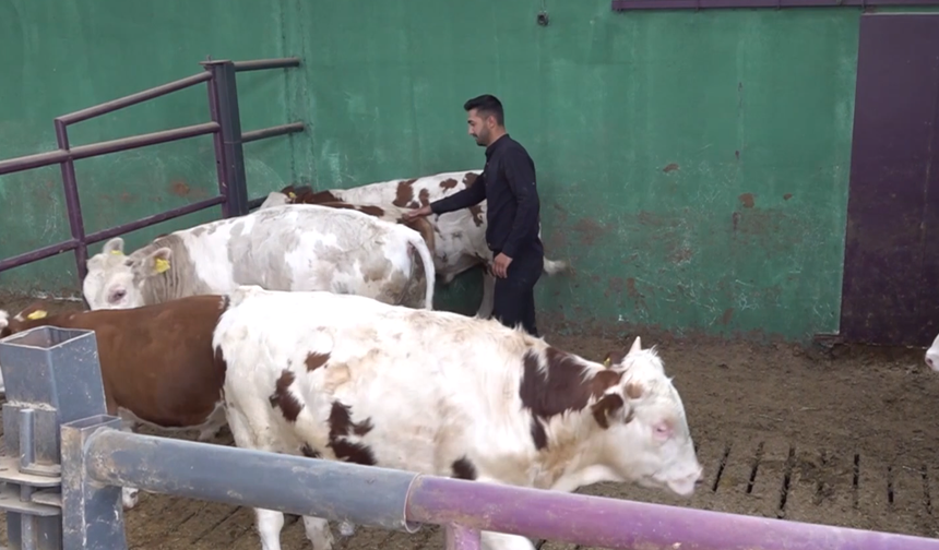 Kahramanmaraşlı Genç Girişimcinin Başarı Hikayesi: 400 Bin Avro Hibe ile Avrupa Standartlarında Çiftlik Kurdu