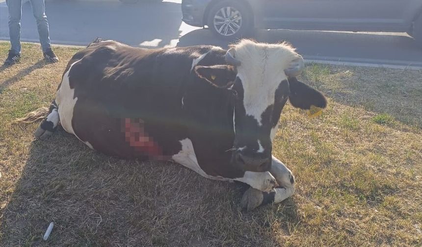 Şırnak'ta ineğe çarpan otomobildeki 4 kişi yaralandı