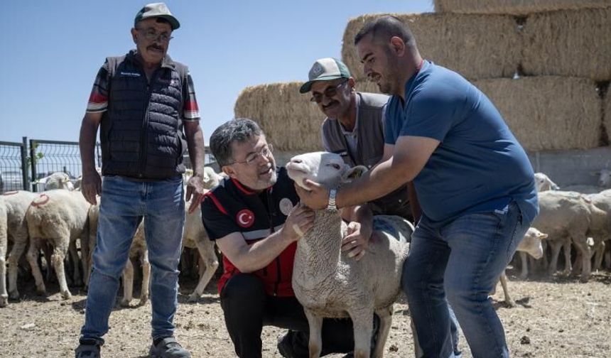 Kırsalda Bereket Küçükbaşa Destek Projesi'nde İlk Teslimatlar Tamamlandı