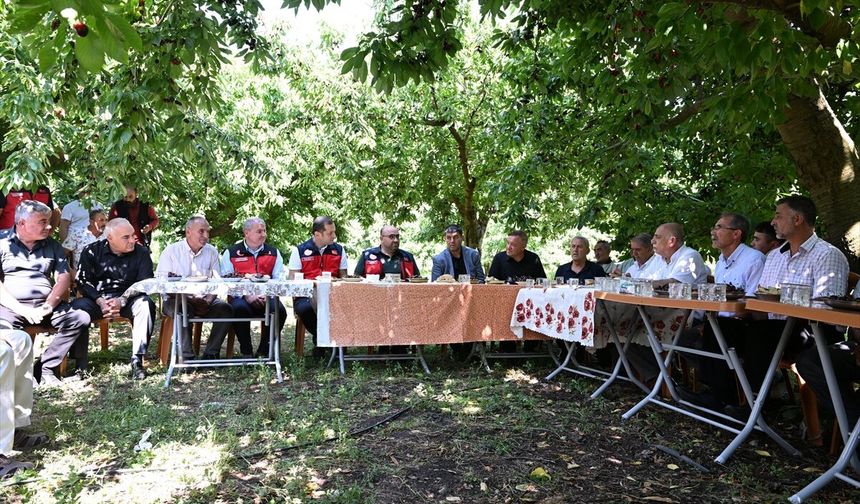 Andırın’ın Dünyaca Ünlü Çığşar Kirazında Hasat Heyecanı: 1600 Rakımdan Avrupa’ya İhracat!