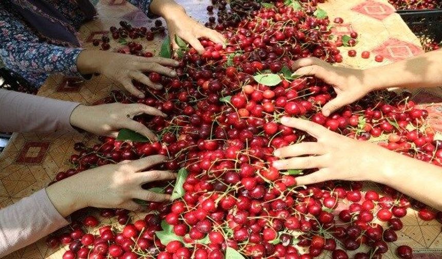 Andırın'da Üretiliyor, Avrupa'ya İhraç Ediliyor