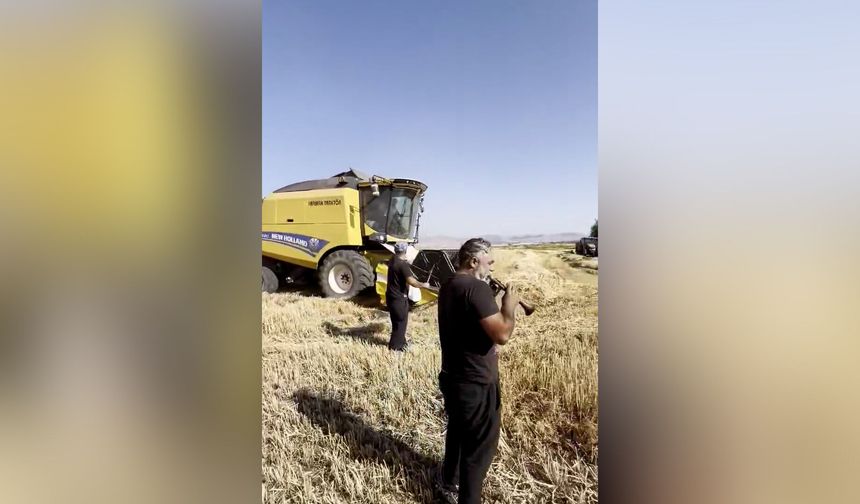 Buğday ve arpa davul zurna eşliğinde biçildi