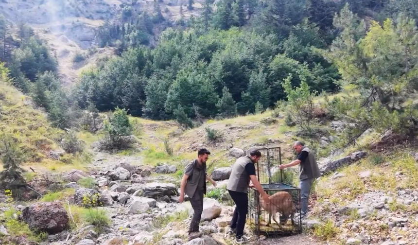 Kahramanmaraş’ta Yaralı Dağ Keçisi Tedavisinin Ardından Yeniden Doğaya Salındı