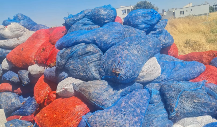 Kahramanmaraş'ta Ruhsatsız Mandıraya Baskın: Tonlarca Domates Kurusu İmha Edildi