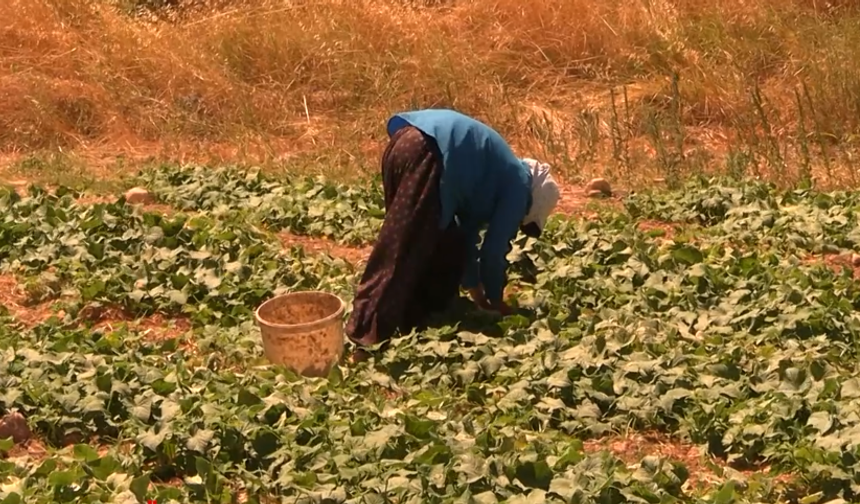 Temmuz Sıcağında Zorlu Mesai: Çiftçiler Salatalık Hasadını Sürdürüyor