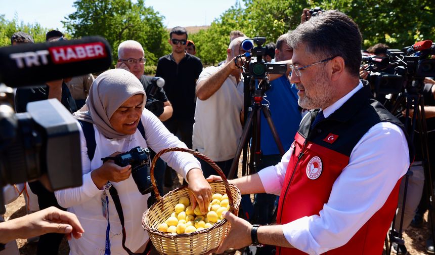Bakan Yumaklı Malatya'da Kayısı Hasadına Katıldı