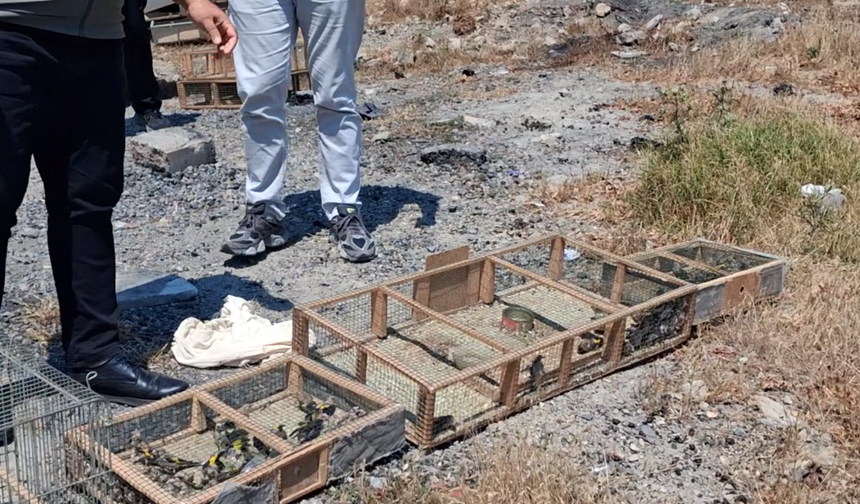 Kahramanmaraş'ta Kaçak Saka Kuşu Operasyonu: 4 Kişiye Milyonluk Ceza!