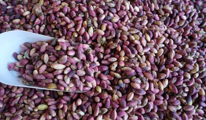 Kahramanmaraş'ta Yaş Antep Fıstığı Tezgâhlarda: Fiyatı Şimdilik Cep Yakıyor!