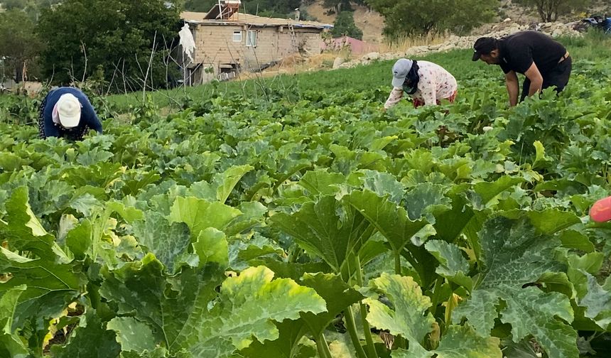 Bertiz Başdervişli’de hasat mesaisi başladı