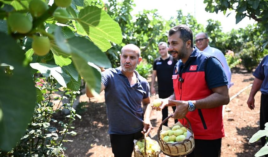 Kahramanmaraş’ta Abbas İncirinde Hasat Sezonu Başladı