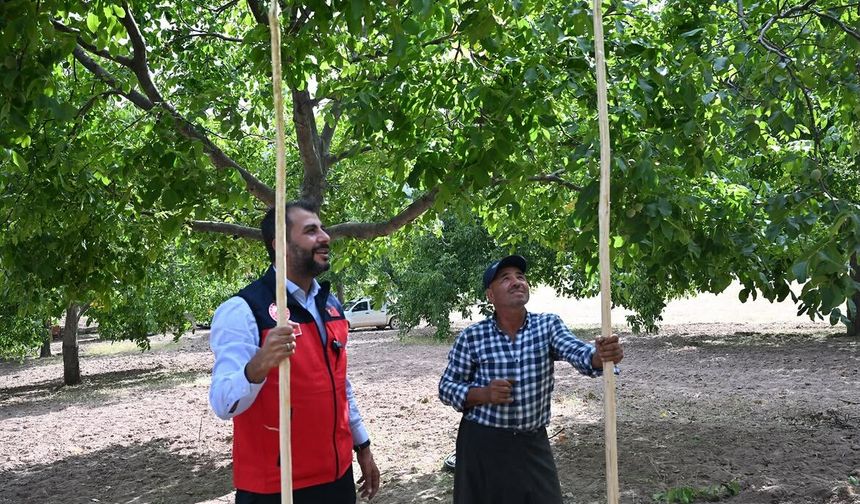 "Çağlayancerit Cevizi"nde Hasat Mesaisi Başladı!