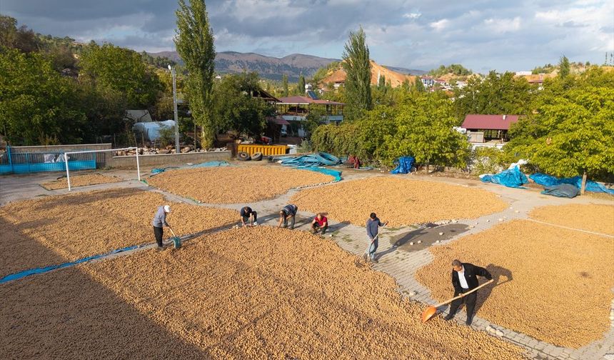 Beşenli Cevizinde Hasat Sonrası Kurutma Mesaisi Başladı