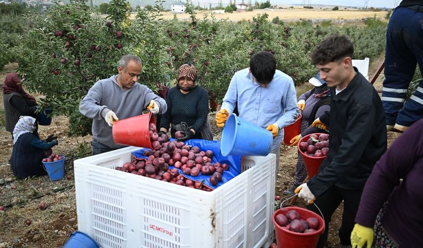"Elma Deposu" Göksun’dan Dünya Devlerine İhracat! Tescil İçin Düğmeye Basıldı