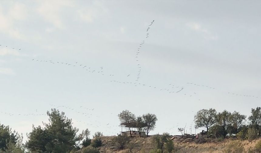 Göç Yolu Üzerinde Görsel Şölen! Tam 239 Kuş Türü Kahramanmaraş Üzerinden Akın Etti