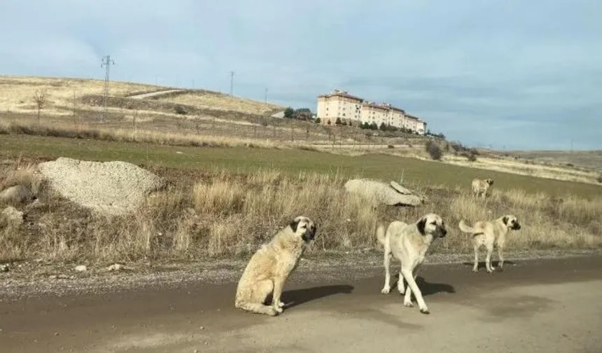 Köpekten Korkup Kaçtı, Arazide Kayboldu! Mardin'de 12 Yaşındaki Küçük Kız İçin Ekipler Seferber Oldu