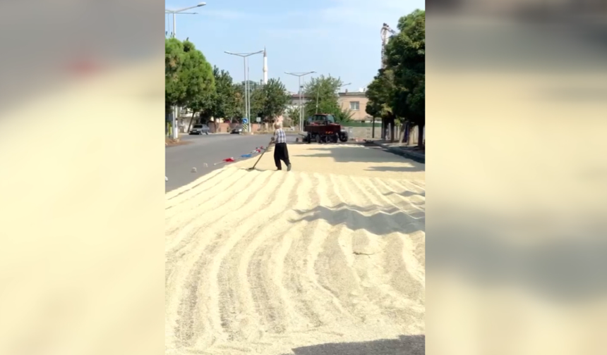 Beyoğlu’nda Çiftçiler Çaresiz! Binbir Emekle Toplanan Ak Darı Depolarda Kaldı