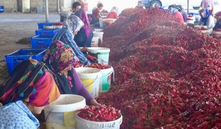 Maraş Biberinde Yeni Sezon: 50 Bin Ton Yaş Biber Hedefleniyor
